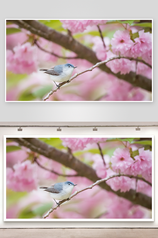 小鸟栖息樱花枝头-众图网