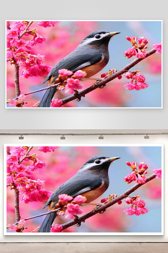 小鸟栖息花枝上照片摄影-众图网