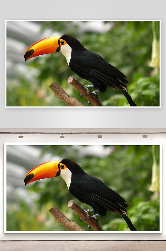 巨嘴鸟栖息树枝特写-众图网