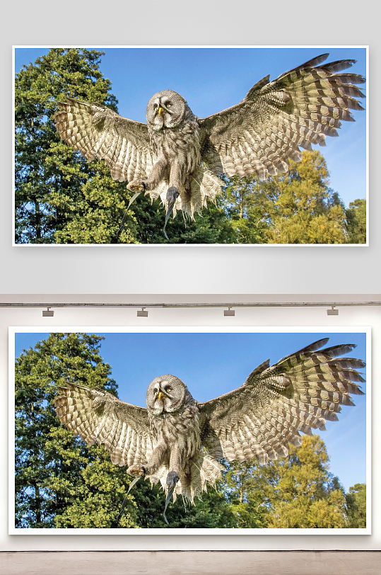 巨鹰展翅捕猎瞬间-众图网