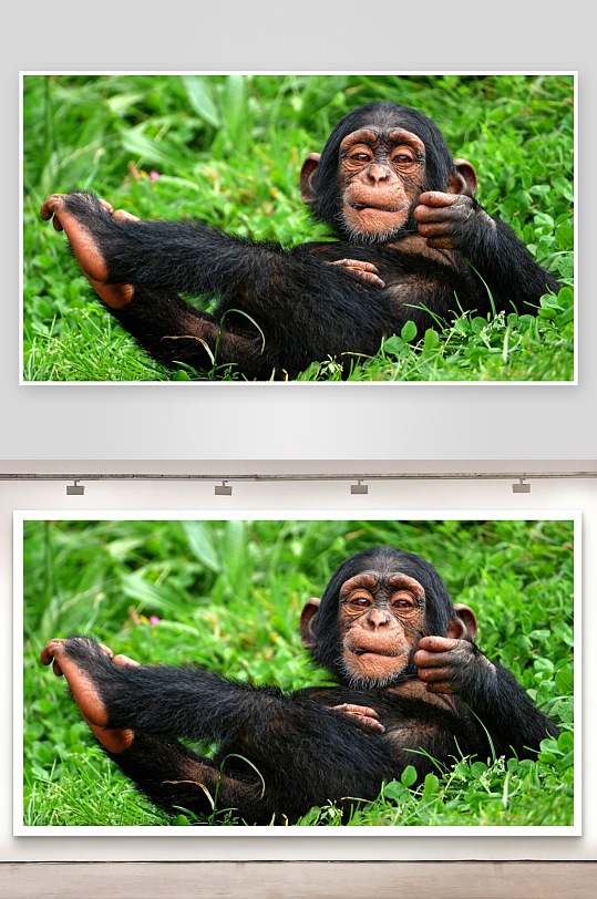 幼年黑猩猩草地休闲姿势-众图网