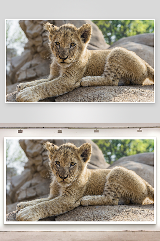 幼狮静卧岩石上照片摄影-众图网