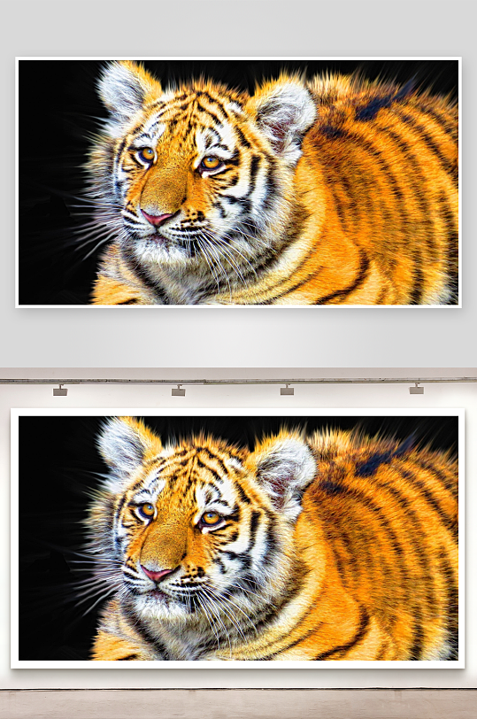 幼虎特写眼神锐利-众图网