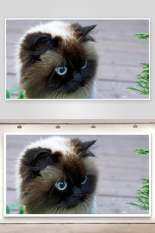 异色瞳猫咪凝视绿植-众图网