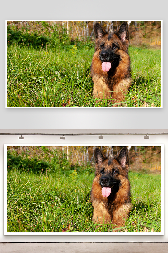 德国牧羊犬草地吐舌-众图网