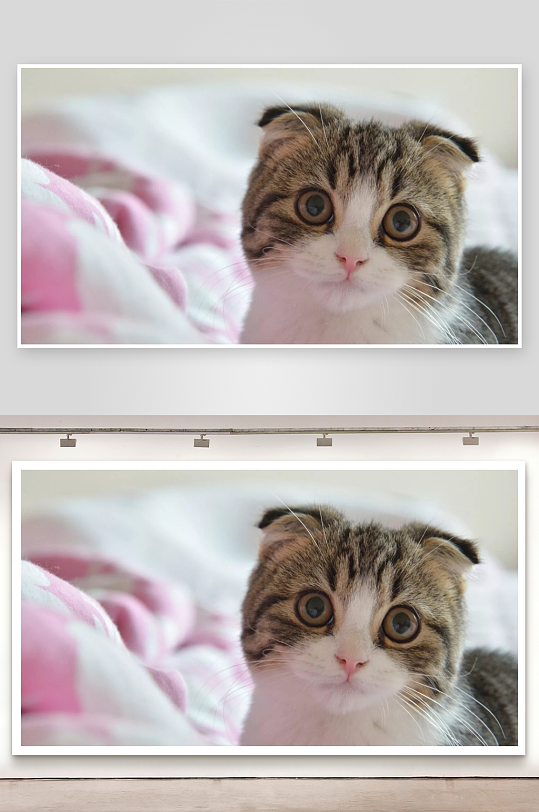 折耳猫凝视镜头萌态十足-众图网