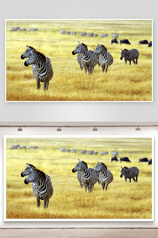 斑马群在草原上漫步-众图网