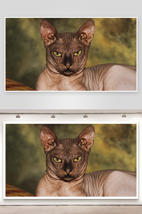 无毛猫特写独特外貌引人注目-众图网