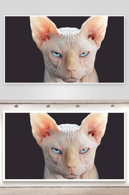 无毛猫特写眼神犀利-众图网