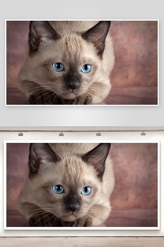 暹罗猫蓝眼特写照片摄影-众图网