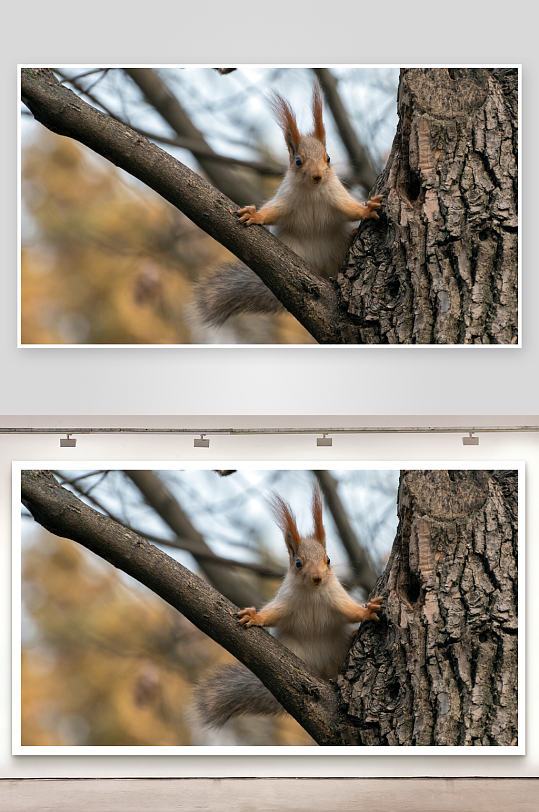 松鼠攀树特写照片摄影-众图网