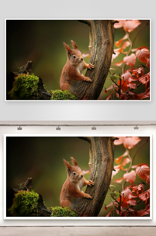松鼠攀树秋叶相伴-众图网