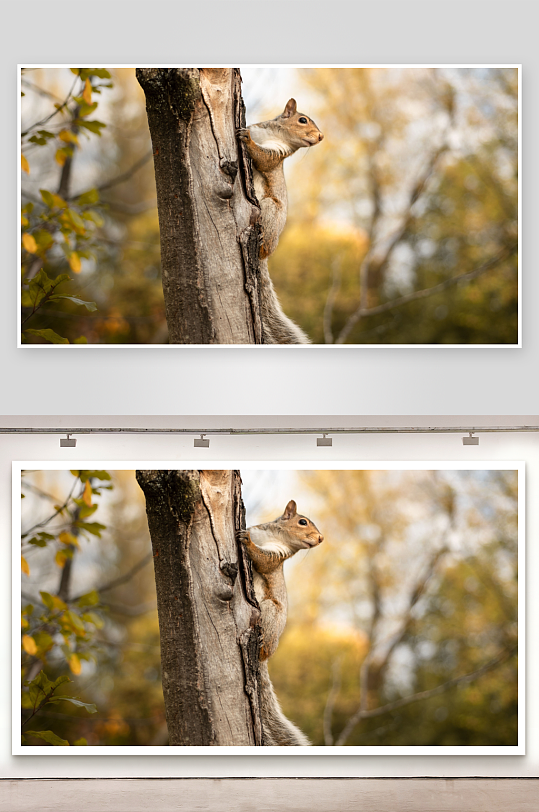 松鼠攀爬树干特写-众图网