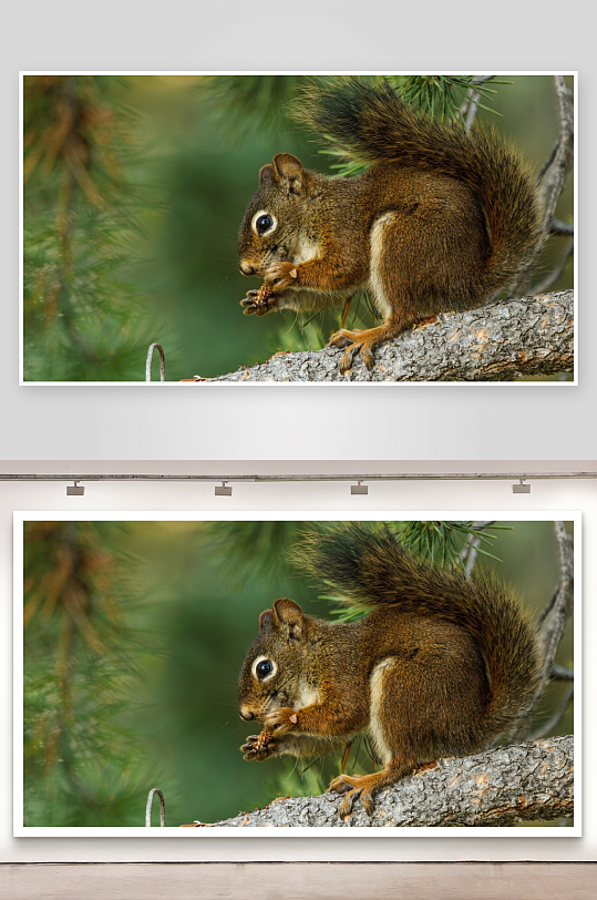 松鼠树上啃食松果-众图网