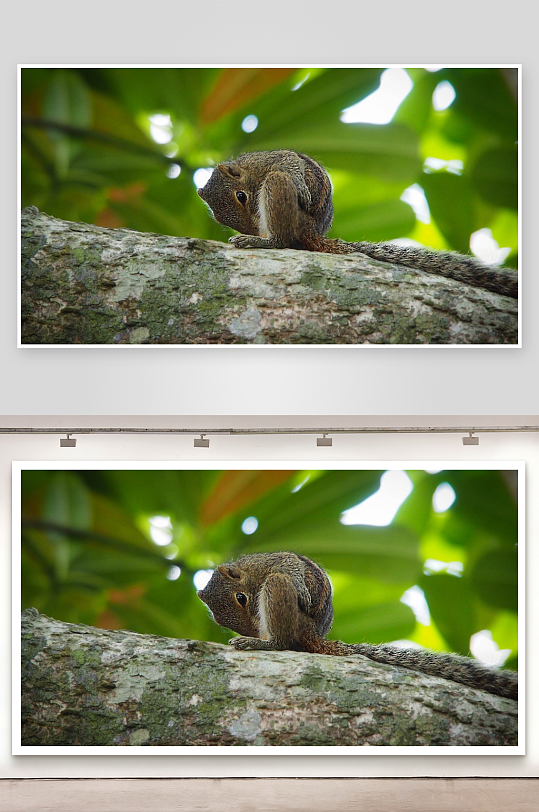 松鼠树干上梳理毛发-众图网