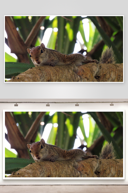 松鼠树干栖息特写-众图网