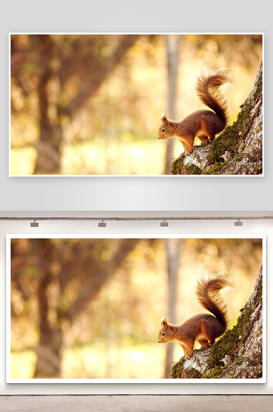 松鼠树干栖息自然瞬间-众图网