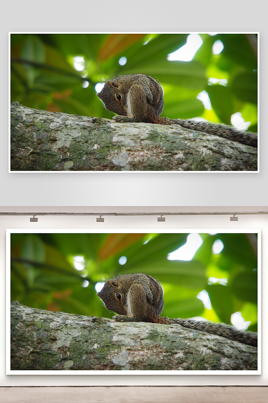 松鼠树干梳理毛发-众图网