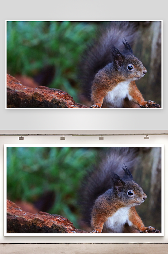 松鼠栖息树干特写-众图网