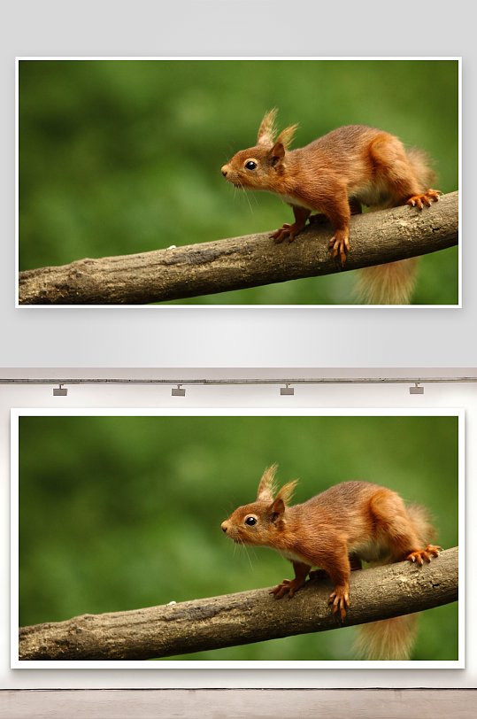 松鼠栖息树枝专注环顾-众图网
