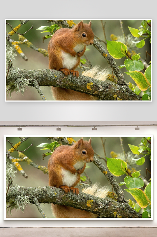 松鼠栖息树枝啃食-众图网