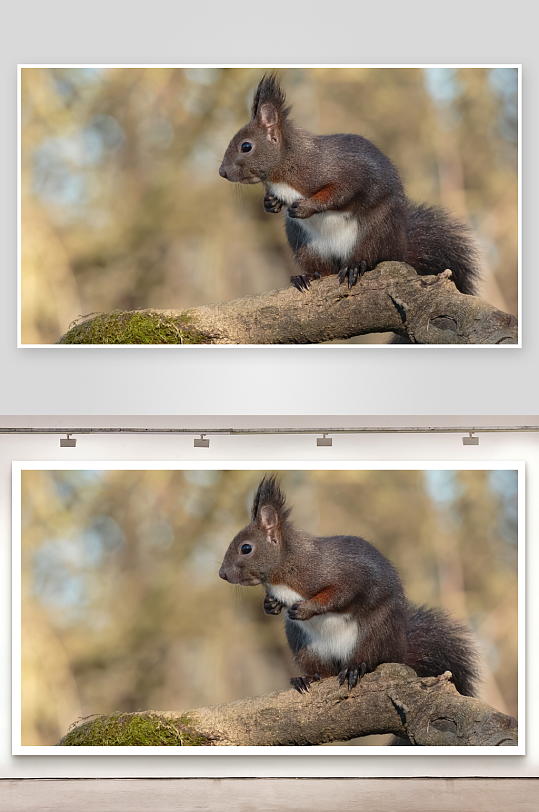 松鼠栖息树枝特写-众图网