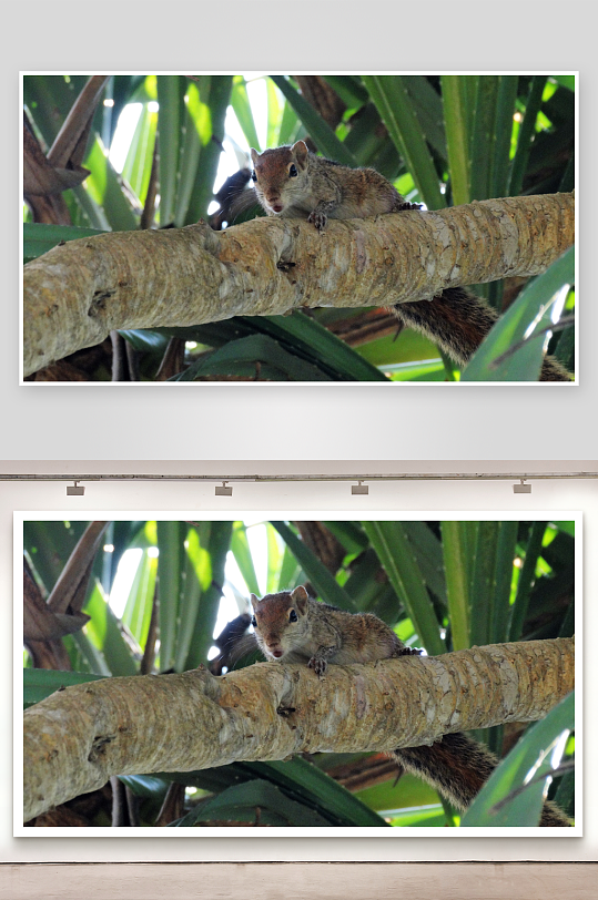 松鼠栖息树枝绿叶环绕-众图网