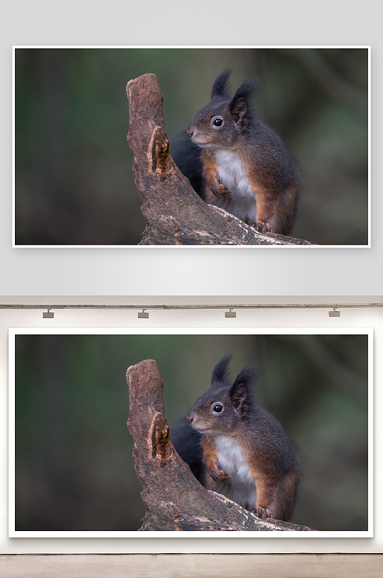 松鼠栖息树桩专注环顾-众图网