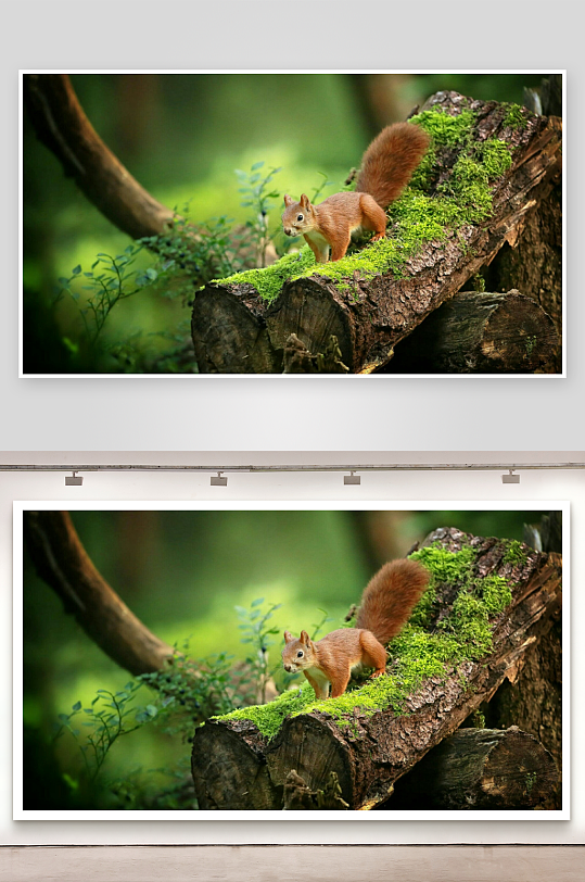 松鼠栖息苔藓树桩-众图网