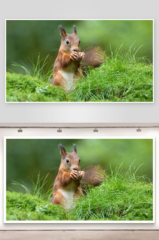 松鼠草地间啃食坚果-众图网