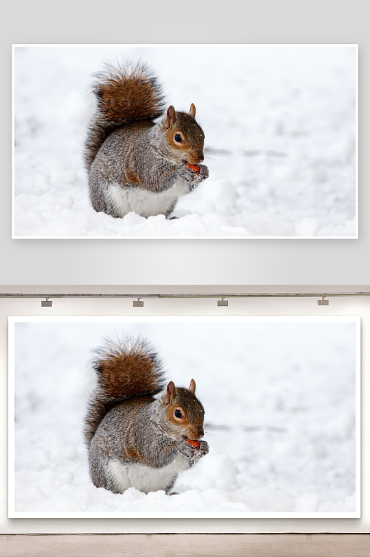 松鼠雪地觅食照片摄影-众图网