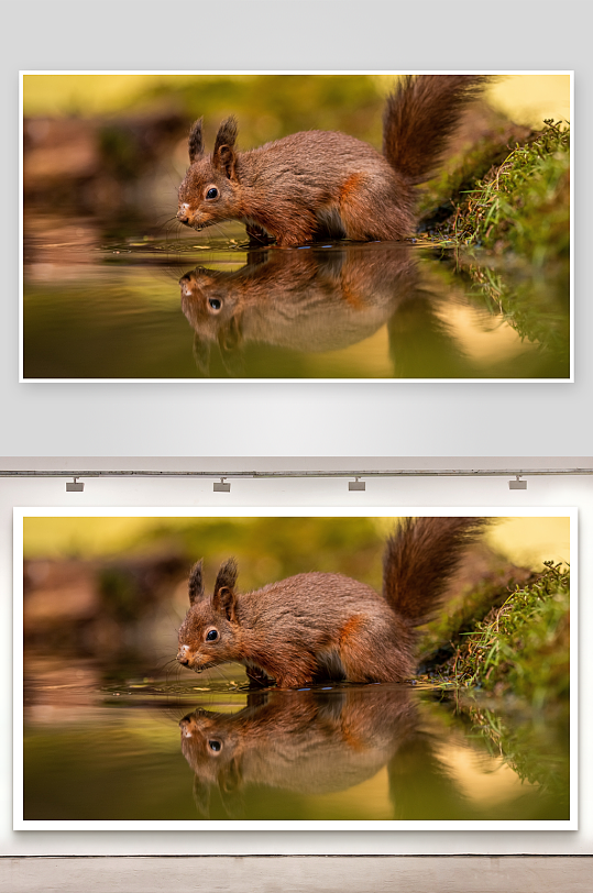 松鼠饮水倒影清晰画面-众图网