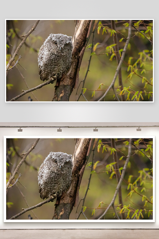 树上栖息的毛茸茸猫头鹰-众图网