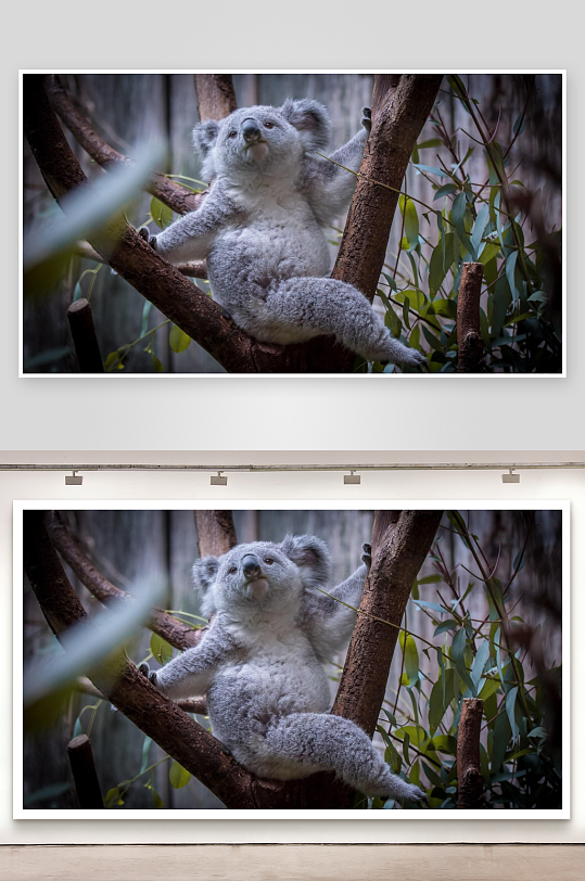 树上考拉悠闲栖息-众图网