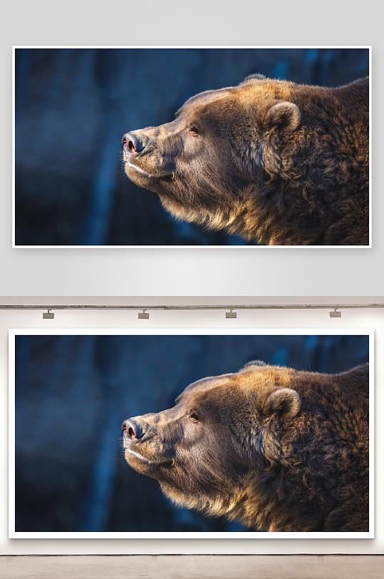 棕熊侧脸特写阳光照耀-众图网