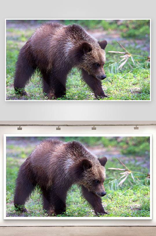 棕熊在草地上行走-众图网