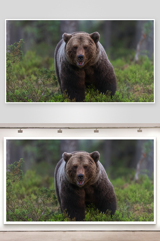 棕熊林间漫步照片摄影-众图网