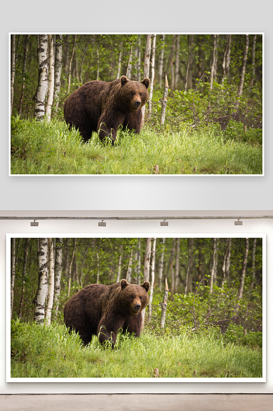 棕熊林间漫步绿草丛中-众图网