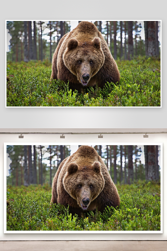 棕熊林间草地低伏姿态-众图网