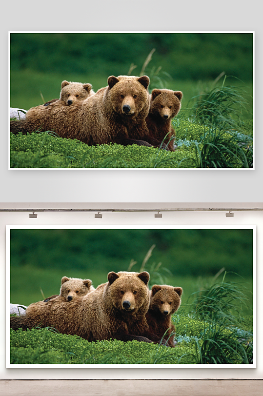 棕熊母子草地休憩-众图网