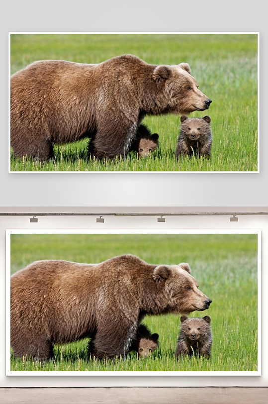 棕熊母子草地漫步-众图网