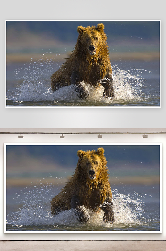 棕熊涉水奔跑溅起水花-众图网