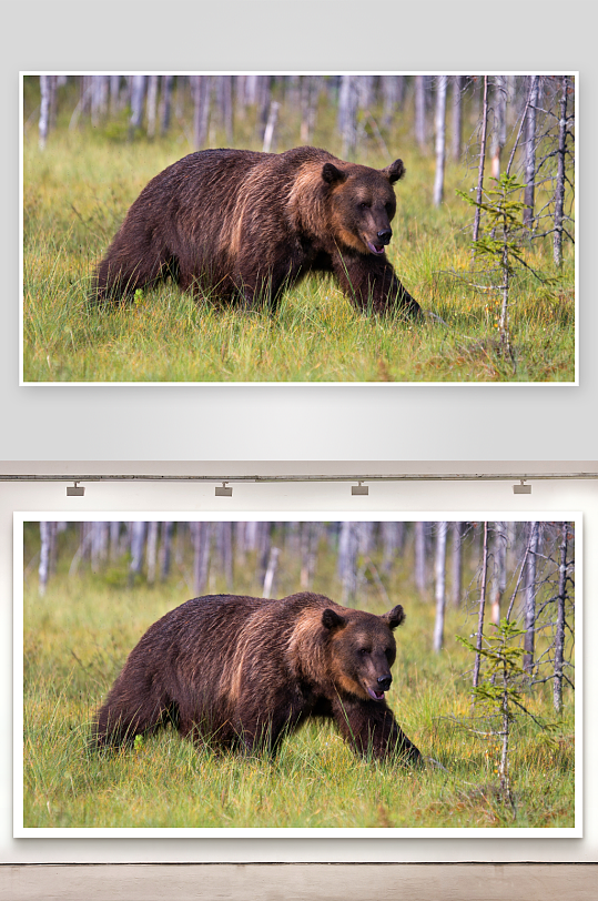 棕熊漫步林间草地-众图网