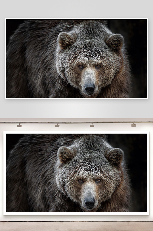 棕熊特写镜头眼神犀利-众图网