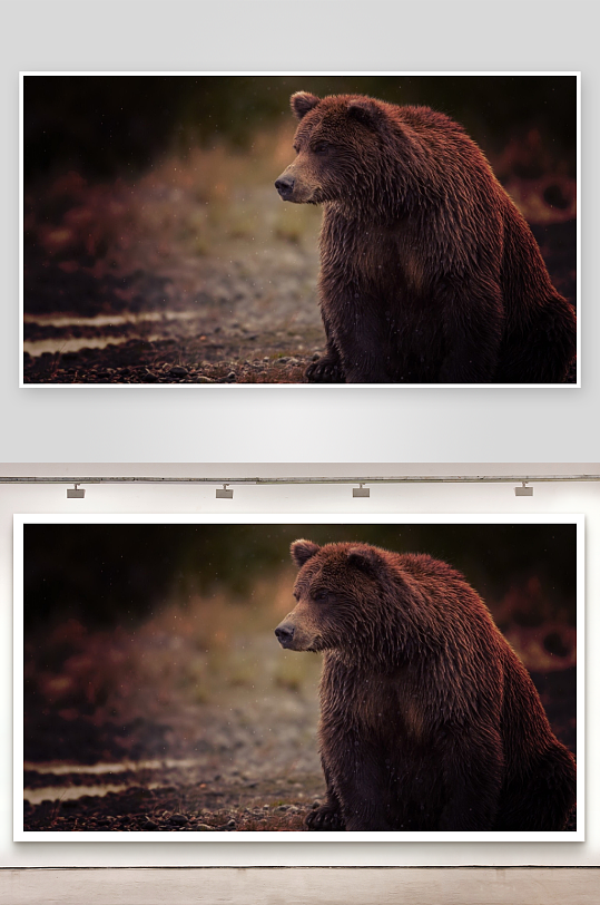 棕熊静坐林间凝视远方-众图网