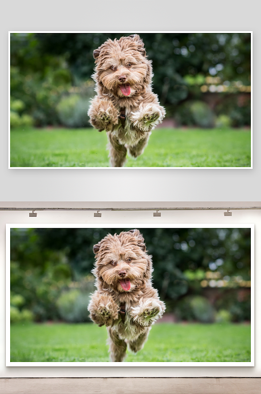 棕色小狗草地奔跑-众图网