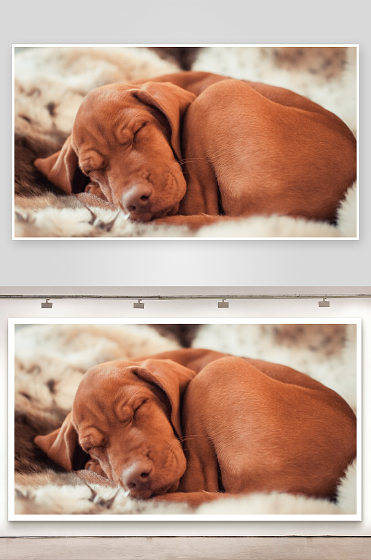 棕色小狗蜷缩毛毯上安睡-众图网