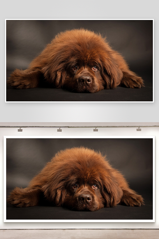 棕色长毛犬静卧特写-众图网