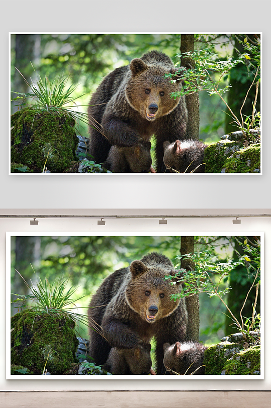 森林中两只棕熊亲密互动-众图网