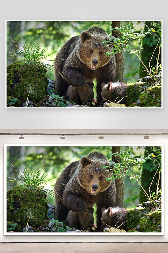 森林中母熊与幼崽的温馨瞬间-众图网